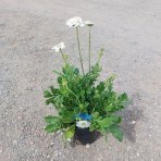 Hlaváč kaukazský (Scabiosa caucasica) 'PERFECTA ALBA' - kont. C2L